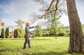 Best Fruit Tree Pruning  in Hershey, PA